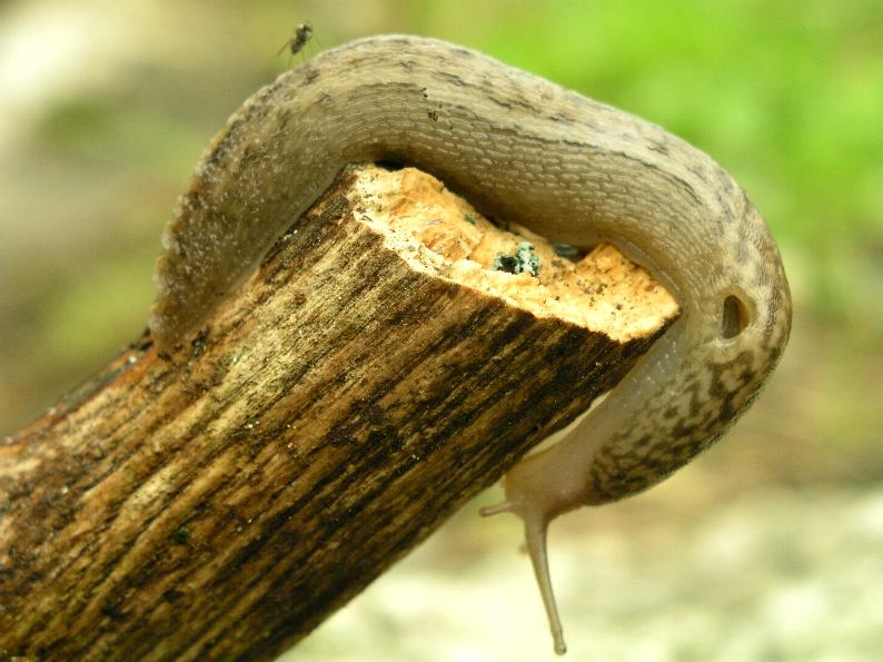 Limax calabresi da San Pietro in Guarano (CS)